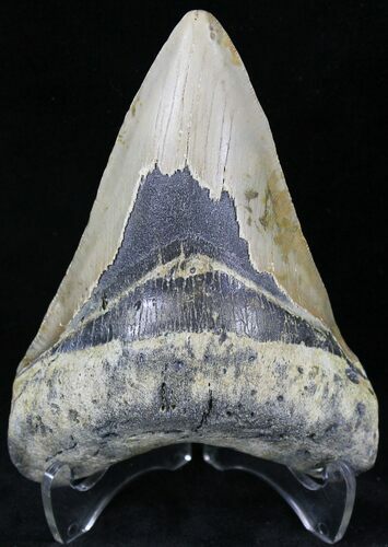 Megalodon Tooth - North Carolina #21700